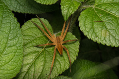 Dolomedes sulfureus