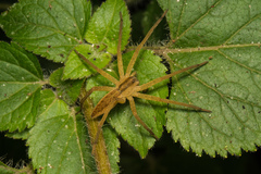 Dolomedes sulfureus