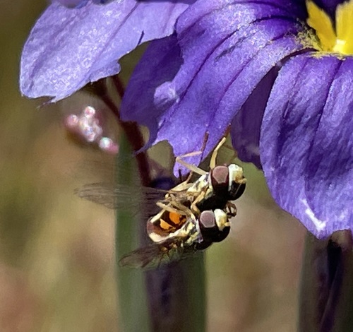 iNaturalist observation photo of Margined Calligrapher