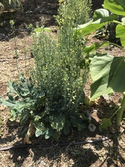 Brassica oleracea