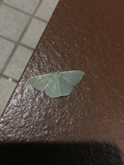 Pelagodes antiquadraria
