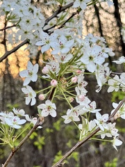 Pyrus calleryana