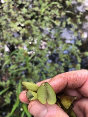 Cyrtobagous salviniae