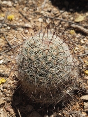 Mammillaria grahamii