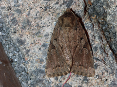 Apterogenum ypsillon