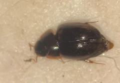 Enochrus ochraceus