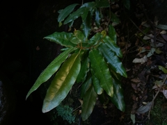 Aextoxicon punctatum