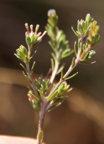 Image of Gnidia laxa by (c) Tony Rebelo, some rights reserved (CC BY-SA)