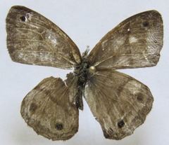 Cissia pseudoconfusa