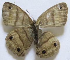 Cissia pseudoconfusa