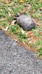 Gopherus polyphemus