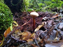 Cortinarius austroturmalis