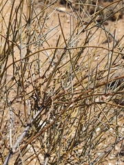 Ephedra trifurca