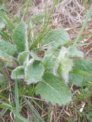 Borago officinalis
