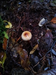 Cortinarius austroturmalis