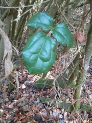 Lardizabala biternata