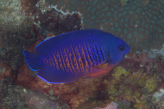 Centropyge bispinosa