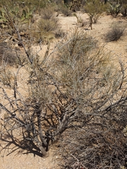 Ephedra trifurca