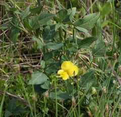 Vigna luteola