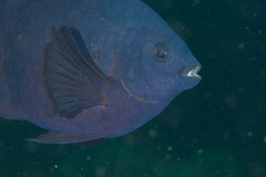 Neoglyphidodon melas