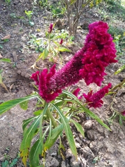 Amaranthus hypochondriacus