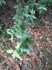 Aextoxicon punctatum