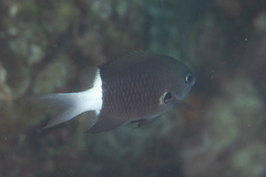 Pycnochromis margaritifer