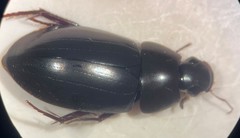 Hydrobiomorpha casta