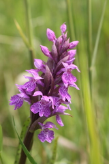 Dactylorhiza praetermissa junialis