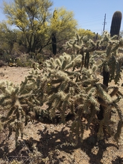 Cylindropuntia fulgida