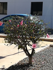 Hibiscus rosa-sinensis