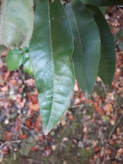 Aextoxicon punctatum