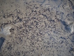 Bufotes viridis viridis