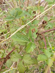 Rubus riograndis