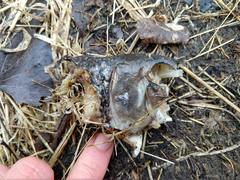 Catostomus commersonii