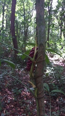 Anthurium pentaphyllum
