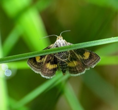 Pyrausta aurata