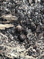 Armadillidium