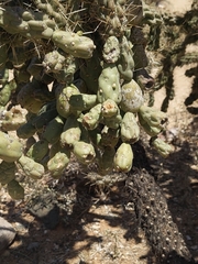 Cylindropuntia fulgida