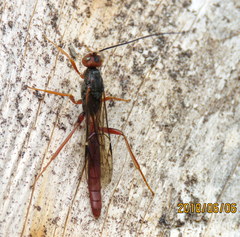 Xoridinae