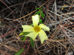 Angadenia berteroi