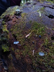 Mycena cyanocephala
