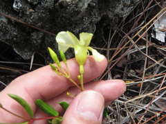 Angadenia berteroi