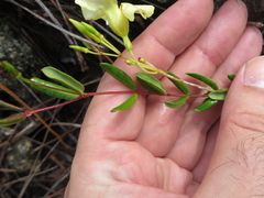 Angadenia berteroi