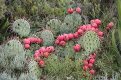 Opuntia stenopetala