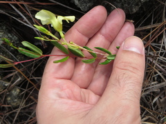Angadenia berteroi
