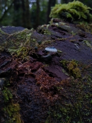 Mycena cyanocephala