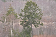 Media resource of Cathartes aura
