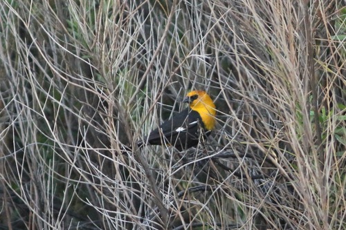 Yellow-headed Blackbird
