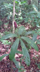Anthurium pentaphyllum